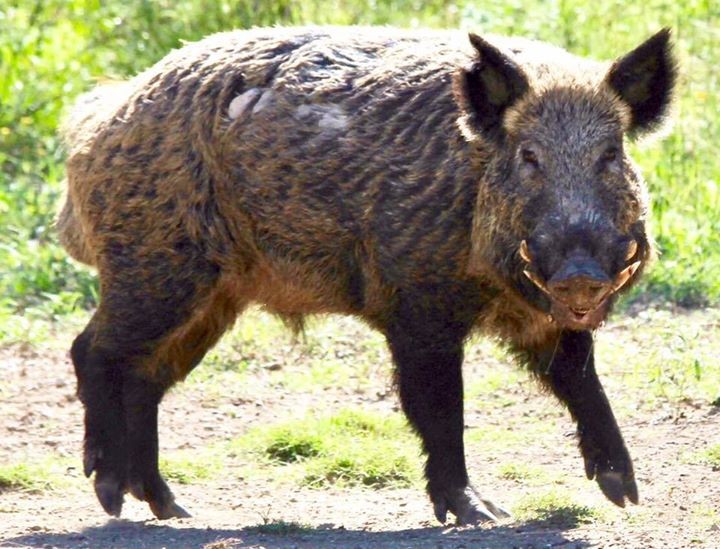 Texas Feral Pig Hunting